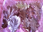 Oak leavesעלי אלון